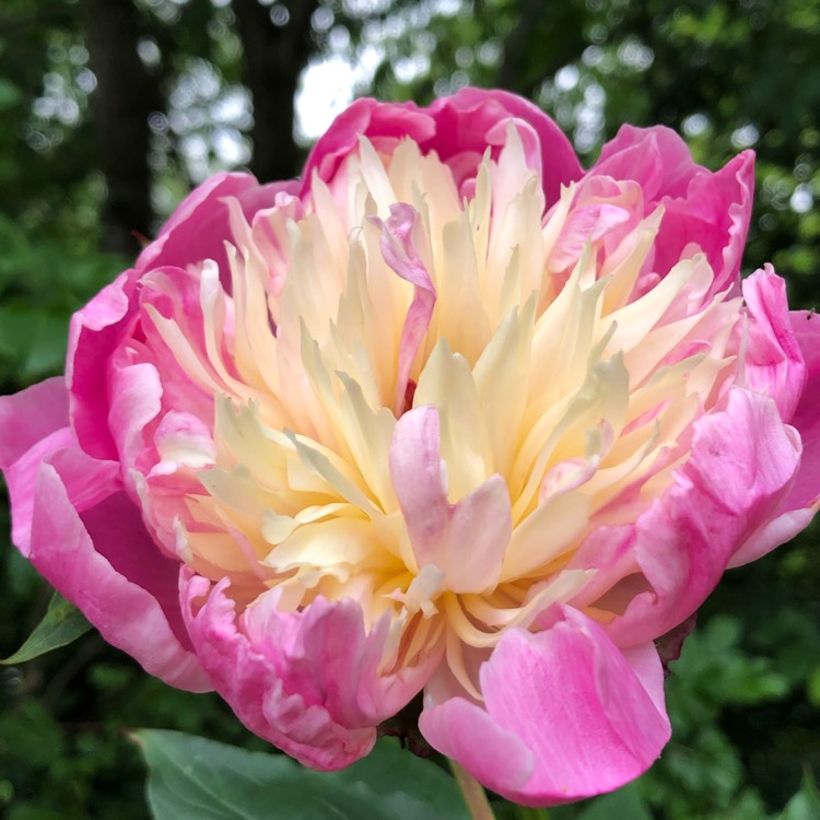 plant image 1327156 plant image 1327156