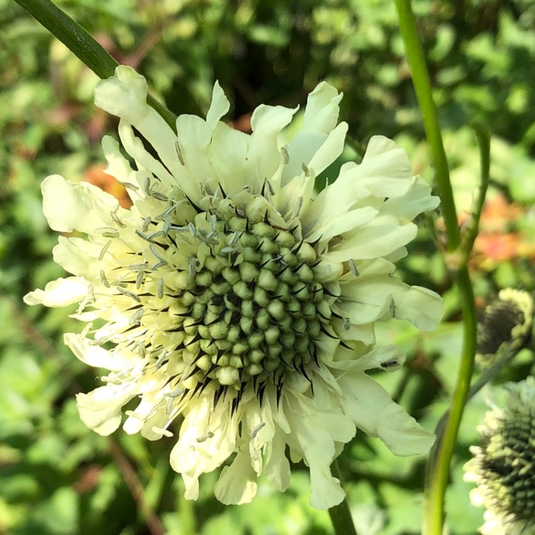 Plant image Cephalaria gigantea syn. Cephalaria caucasica ; Cephalaria tatarica