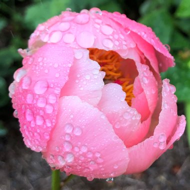 Paeonia 'Coral Charm'