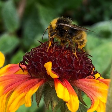 Gaillardia x grandiflora 'Mesa Bright Bicolor' (Mesa Series) syn. Gaillardia 'Bright Bicolor'