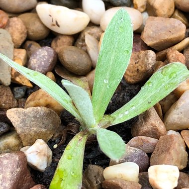 Leontopodium alpinum