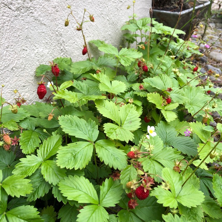 Plant image Fragaria vesca