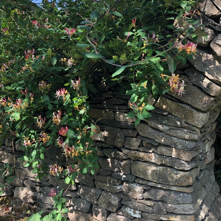 Plant image Lonicera periclymenum 'Belgica Select'