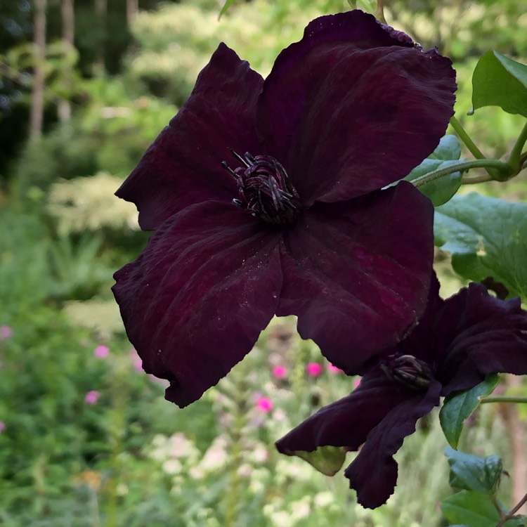 plant image 1343670 plant image 1343670