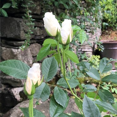 Rosa 'Climbing Iceberg'