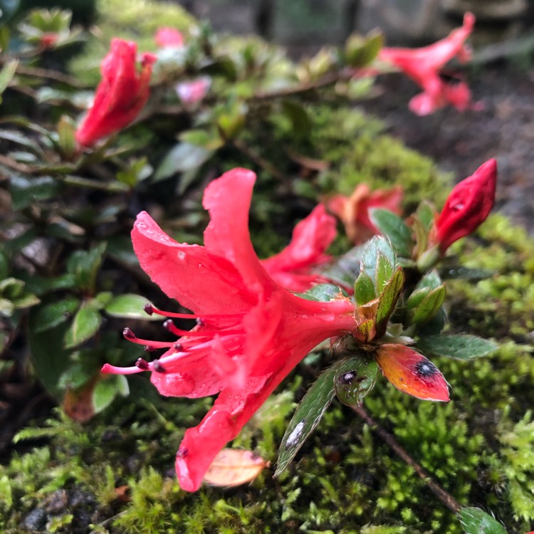 plant image 1348633
