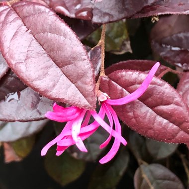 Loropetalum chinense var. rubrum 'Fire Dance'