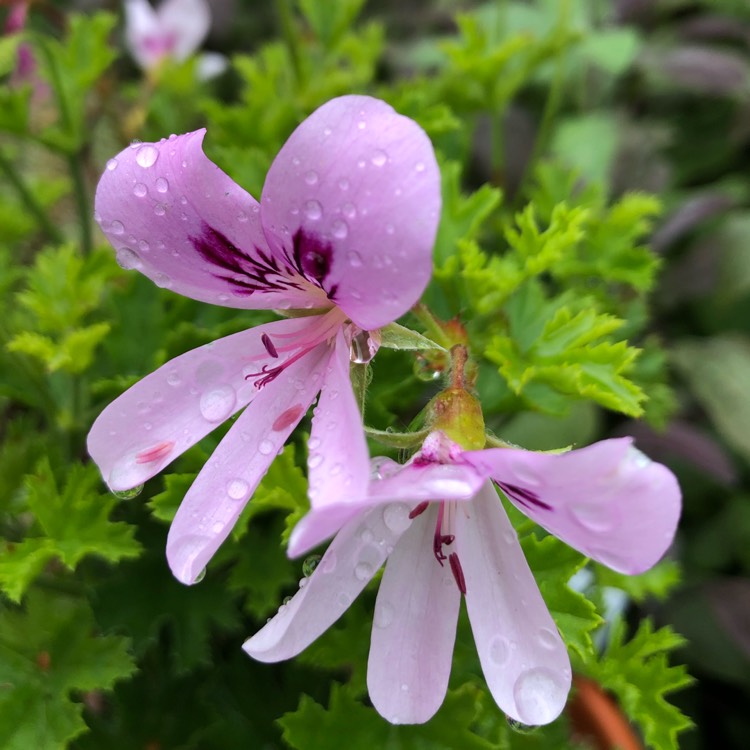 plant image 1365078