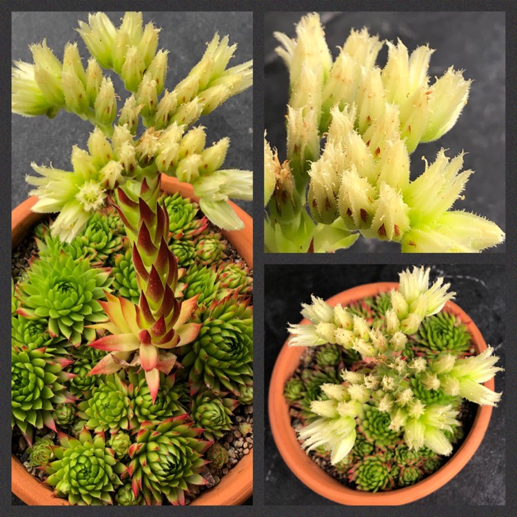 plant image 1372912