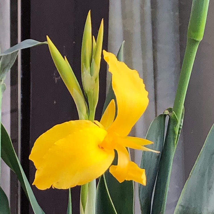plant image 1373333