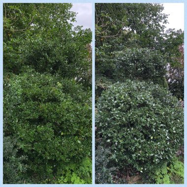 Ilex aquifolium