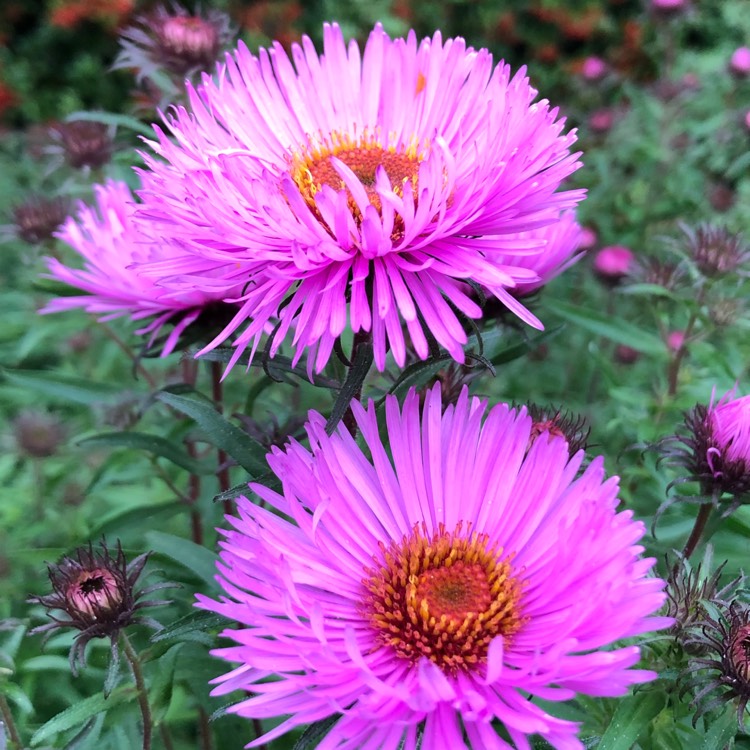 plant image 1394580 plant image 1394580
