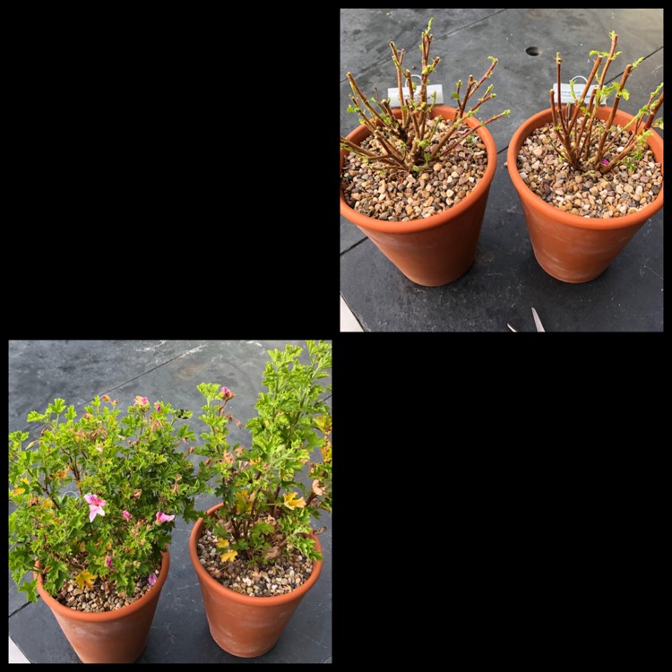 plant image 1399007