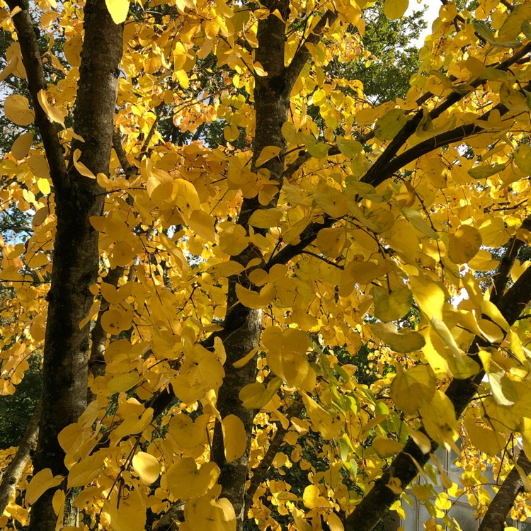 plant image 1401293