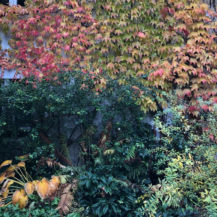 plant image 1406248 plant image 1406248