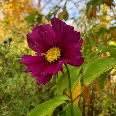 Cosmos bipinnatus 'Dazzler'