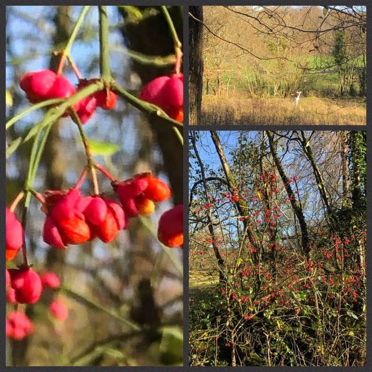 Plant image Euonymus europaeus