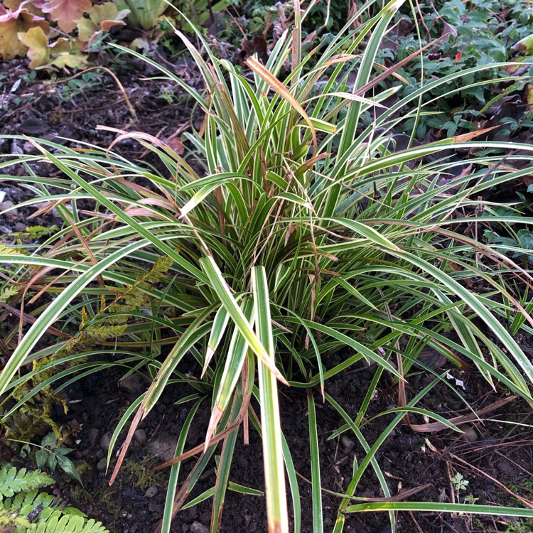 plant image 1429720