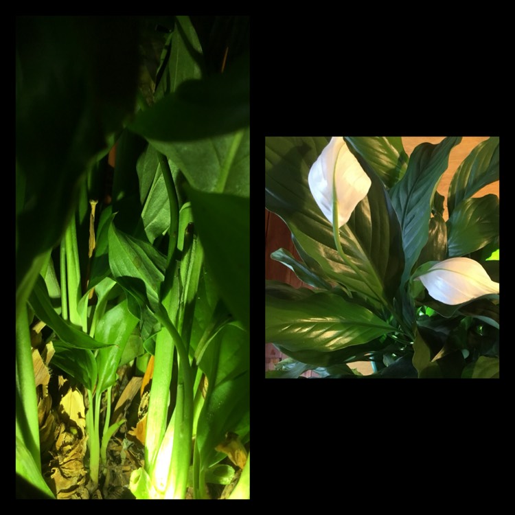 plant image 1434508