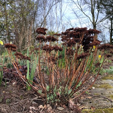 Sedum Spectabile