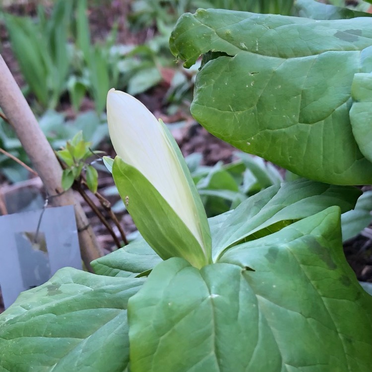 plant image 1456834