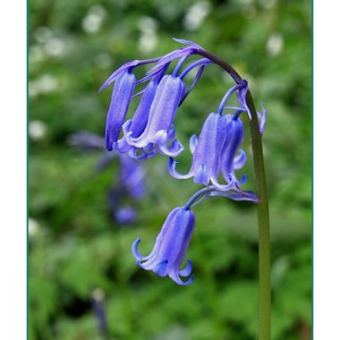 Hyacinthoides non-scripta