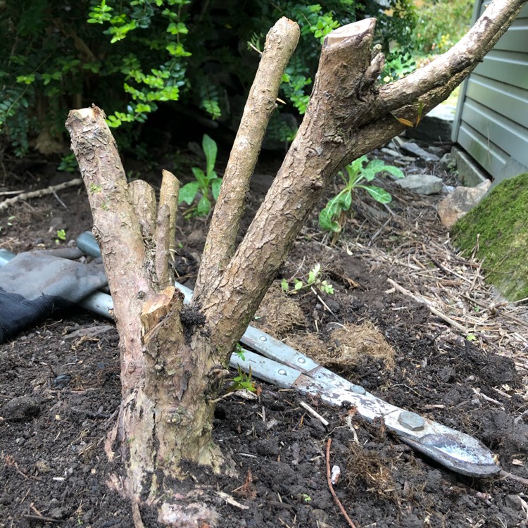plant image 1472559