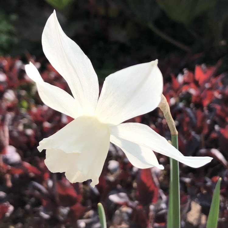 plant image 1472566 plant image 1472566