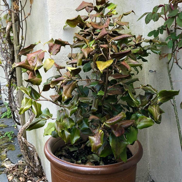 plant image 1473667 plant image 1473667