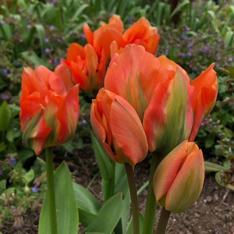 plant image 1475059 plant image 1475059