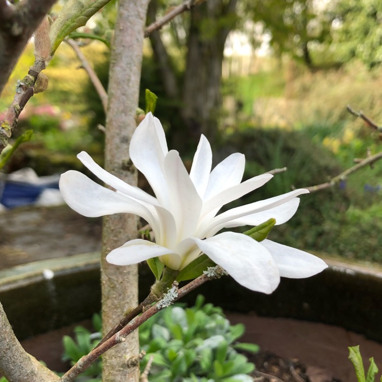 plant image 1475553