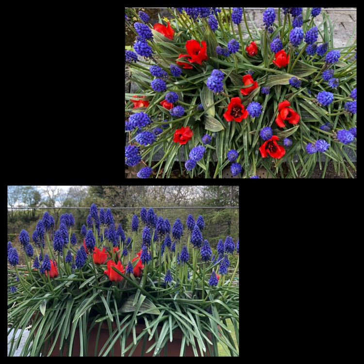 plant image 1475905 plant image 1475905