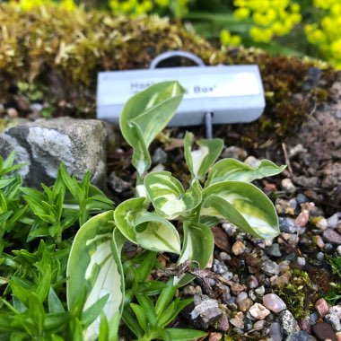 Hosta 'Pandora's Box'