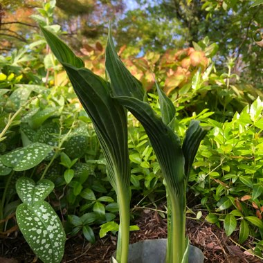 Hosta 'Praying Hands'