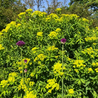 Euphorbia schillingii