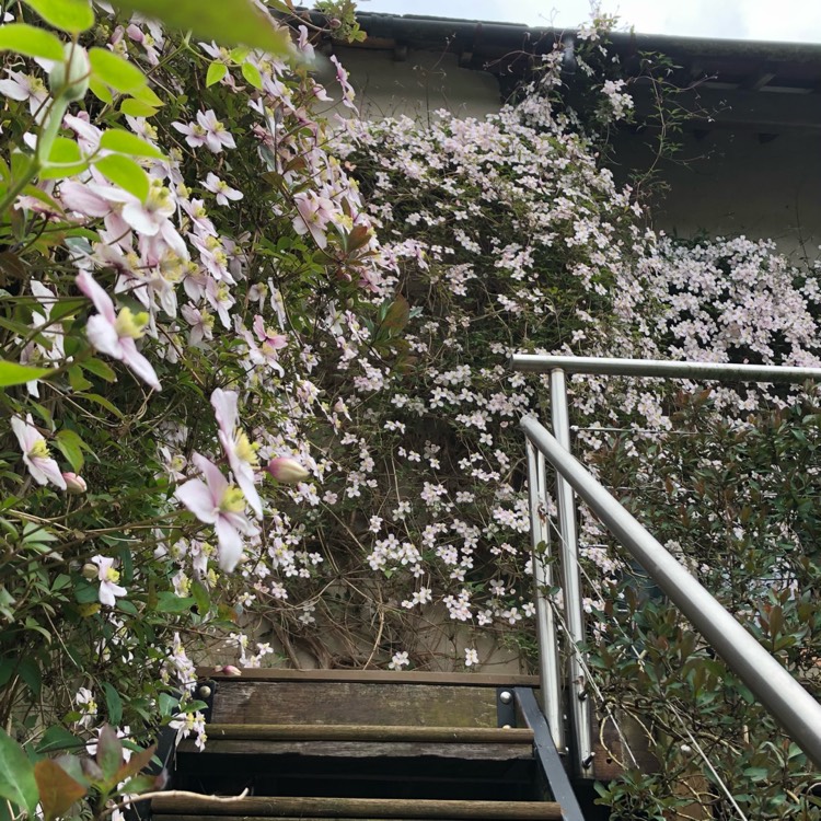 plant image 1486511