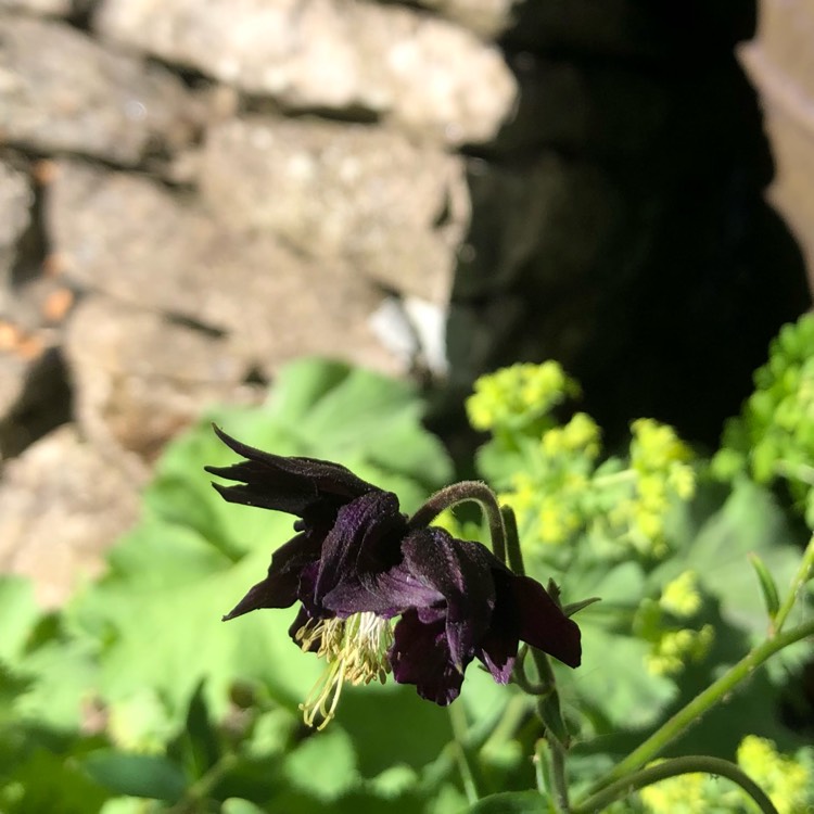 plant image 1494452 plant image 1494452