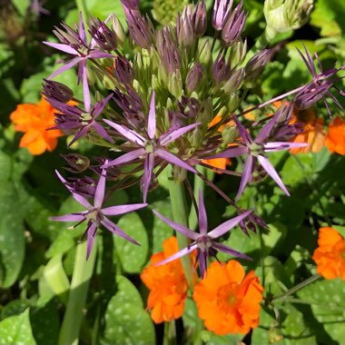 Allium cristophii