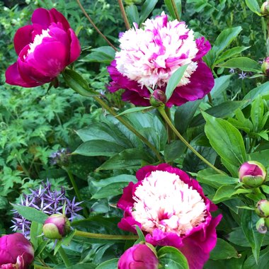 Paeonia lactiflora 'Bowl of Beauty'