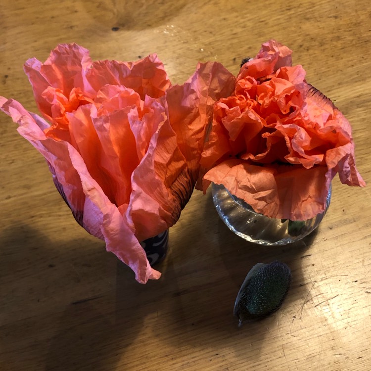 plant image 1497965