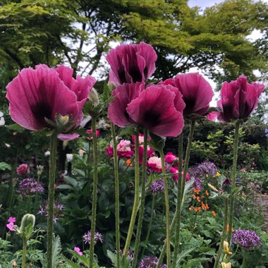 Papaver orientale 'Patty's Plum'