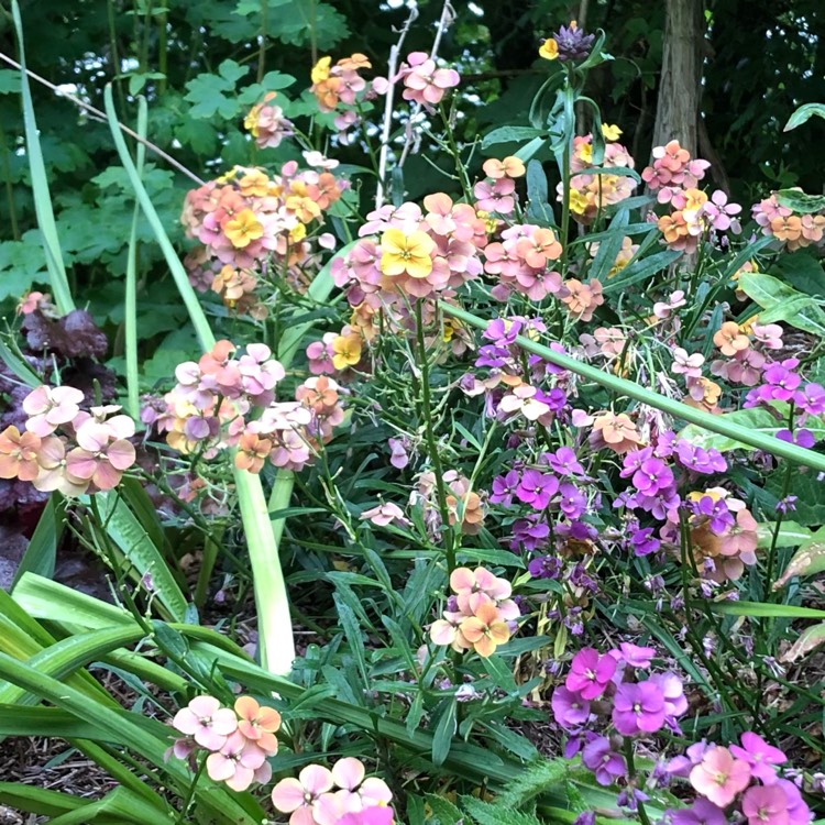 plant image 1498705