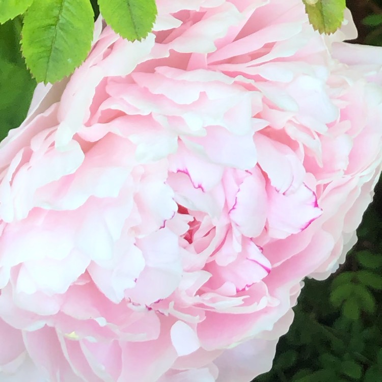 Plant image Paeonia lactiflora 'Pecher'