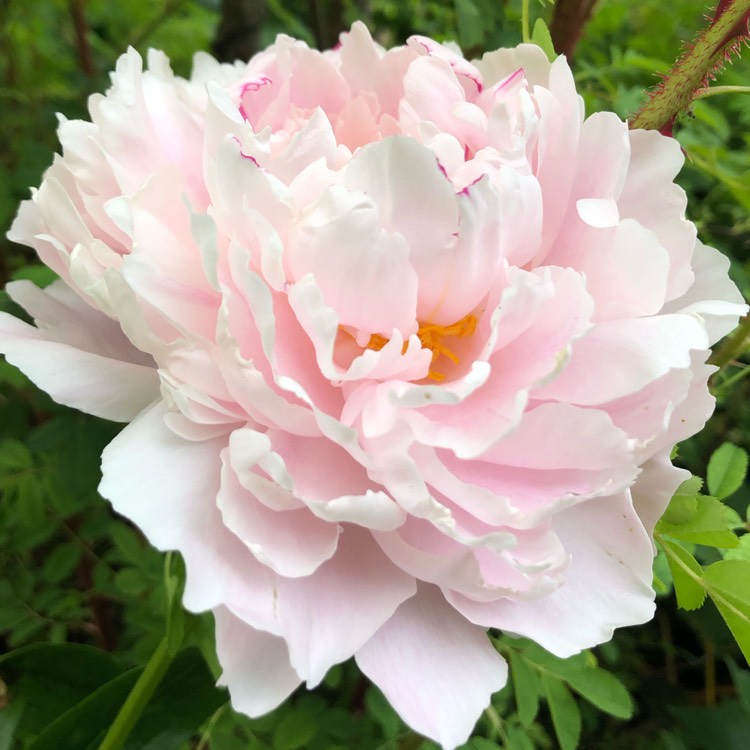 plant image 1503898