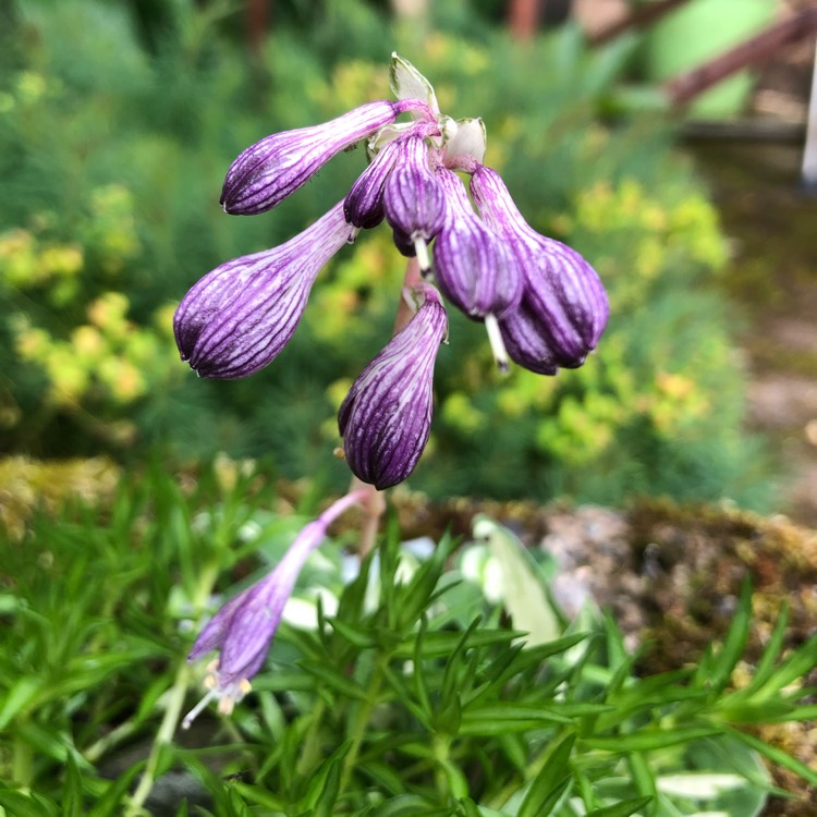 plant image 1507695 plant image 1507695