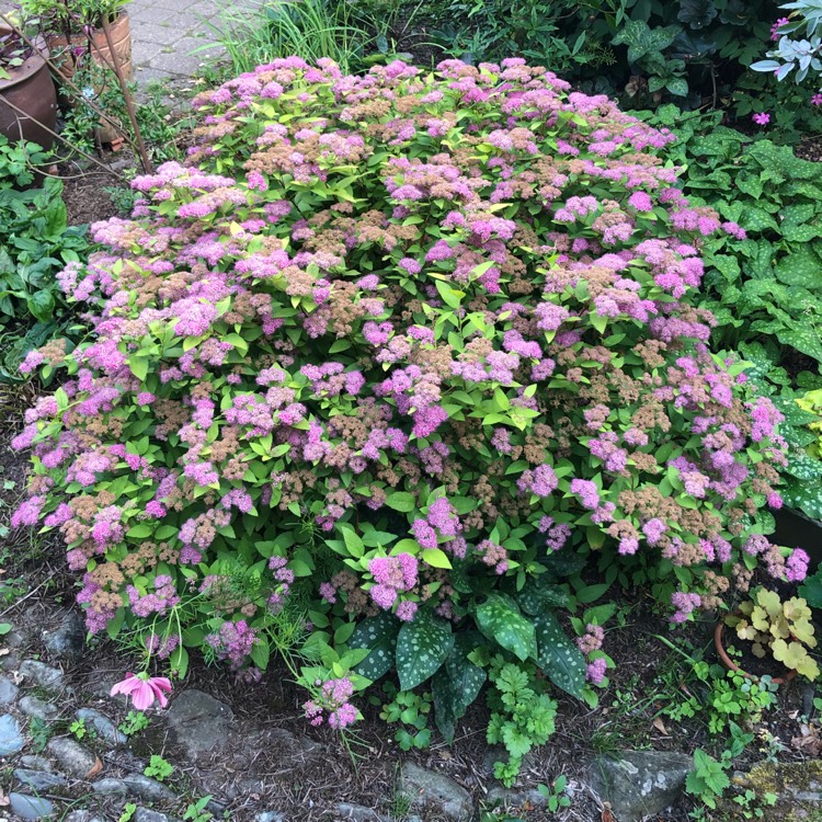 plant image 1514288