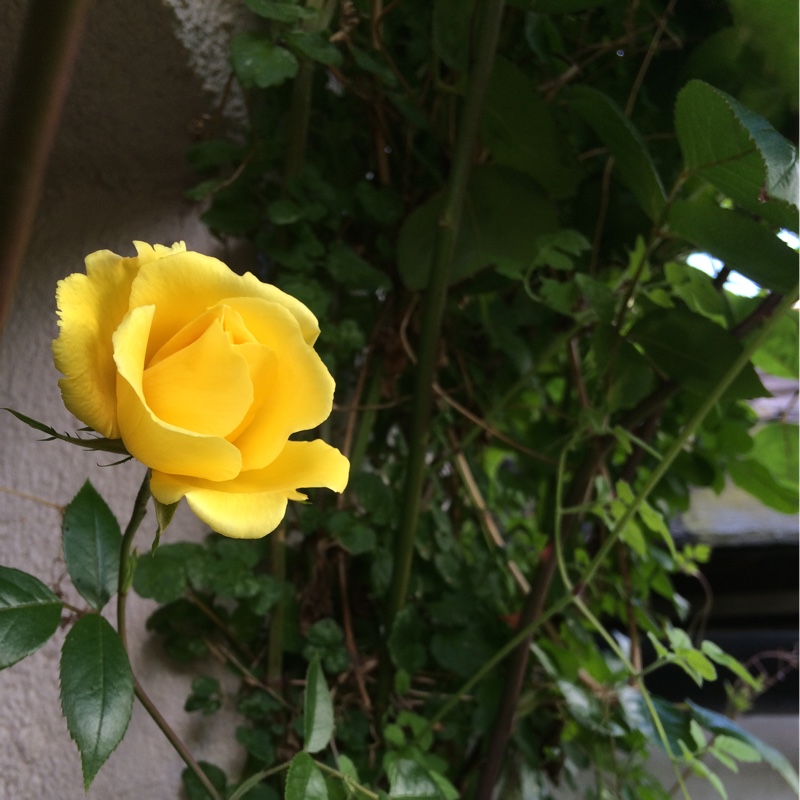 Rosa 'Golden Showers'