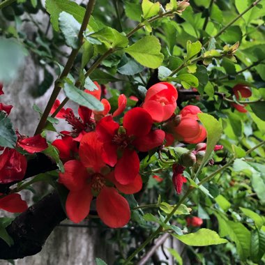 Chaenomeles japonica
