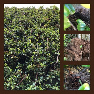 Pyracantha