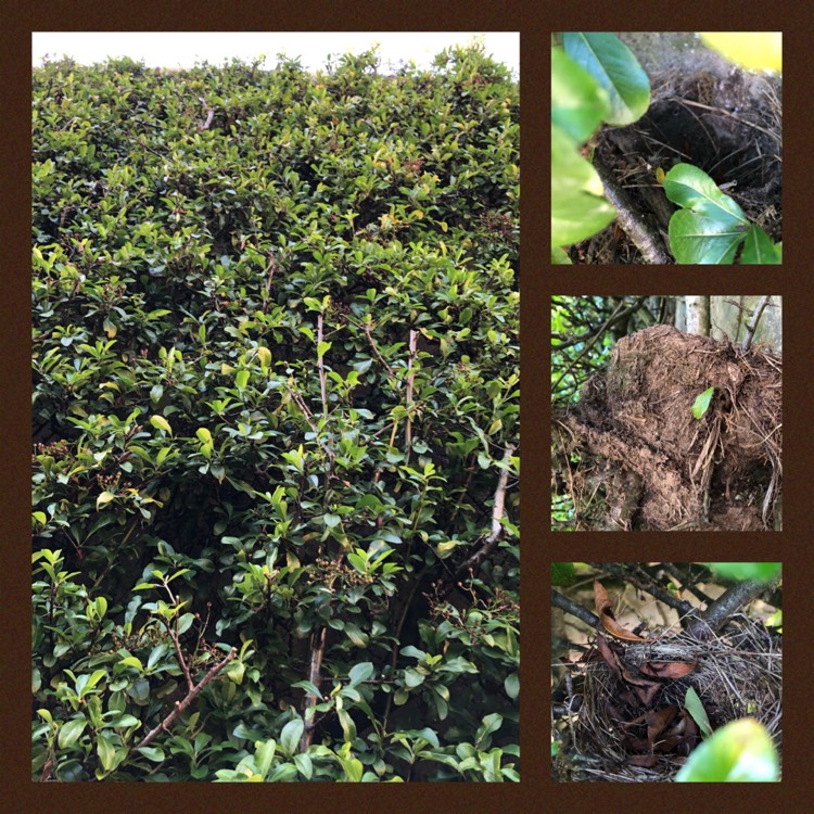 plant image 1526599